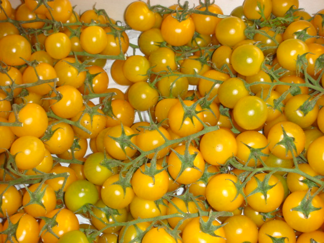 Les tomates cerises jaunes cultivees sans insecticides