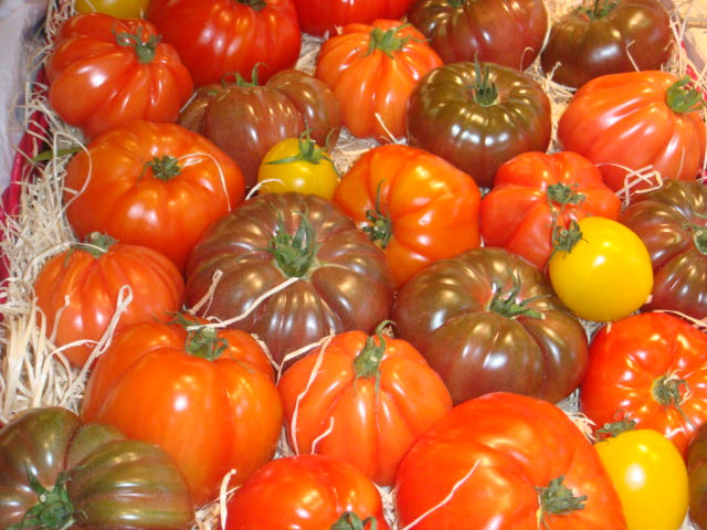 Quelques tomates savoureuses