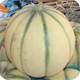 Melon Guadeloupe
